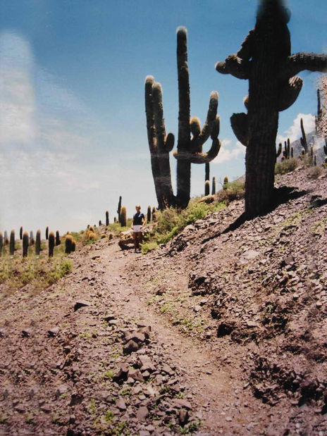 Cardones de incahuasi