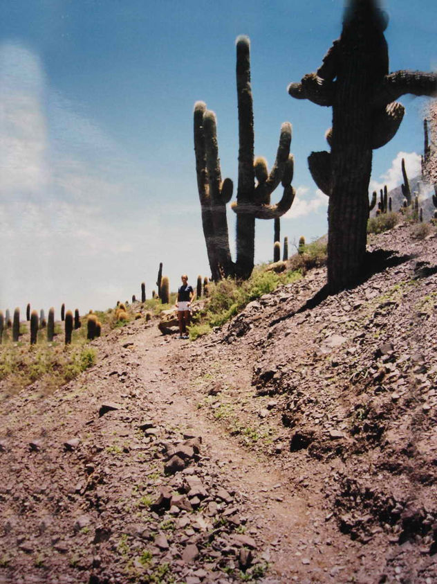 CARDONES DE INCAHUASI