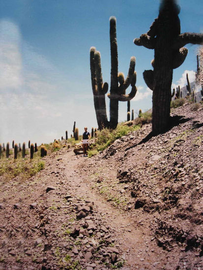 CARDONES DE INCAHUASI Naturaleza Color (Química)