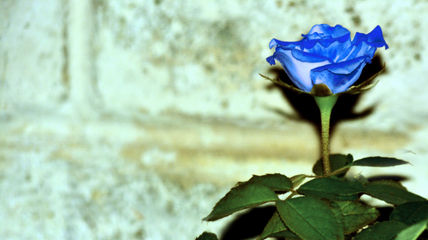 Rosa azul