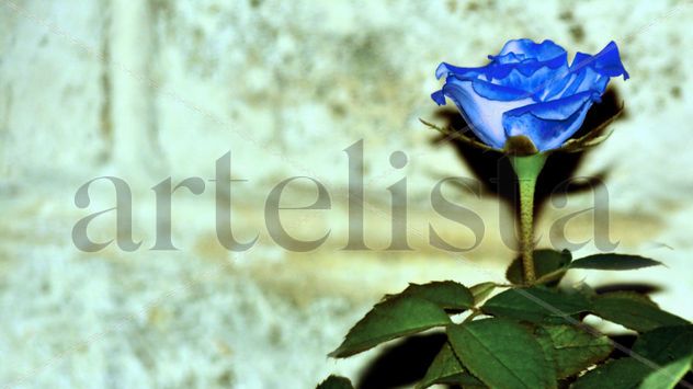 rosa azul