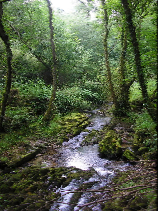 Bosque encantado / Bewitched forest