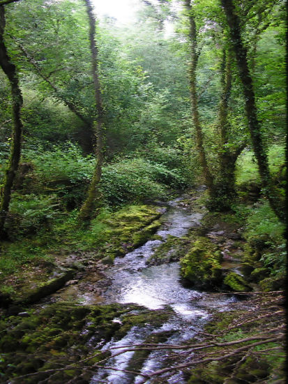 Bosque encantado / Bewitched forest Naturaleza Color (Digital)