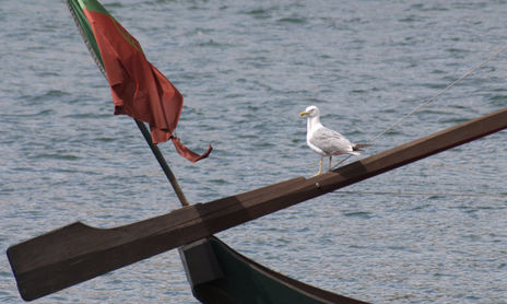 oporto 2009
