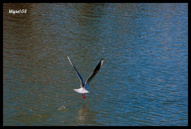 Al vuelo Naturaleza Color (Digital)