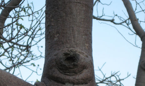 Rostros del Bosque