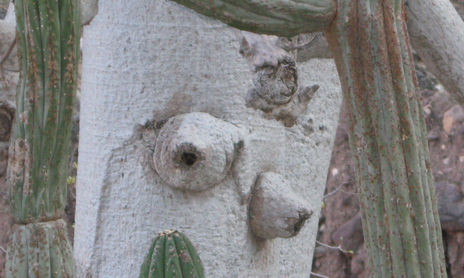 Rostros del Bosque
