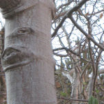 Rostros del Bosque thumbnail 2