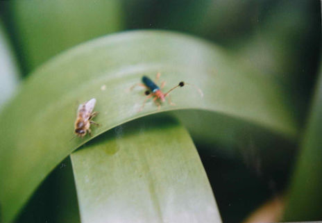 Curiosos