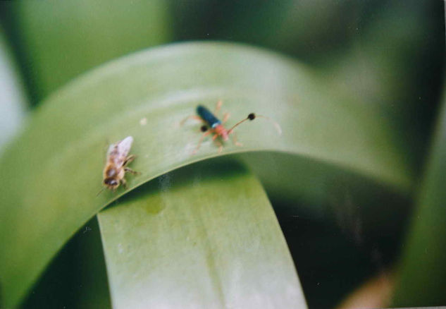 CURIOSOS Naturaleza Color (Química)