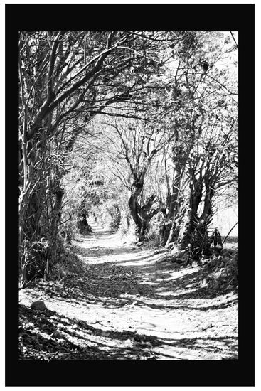 Paraje Oaxaqueño Nature Black and White (Digital)