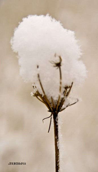 cardo nevado