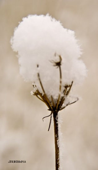 cardo nevado 