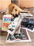 "Perro rompiendo el periódico"