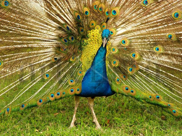 "Pavo Real de la Misión"