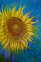 girasol