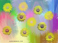 SALVAJES GIRASOLES