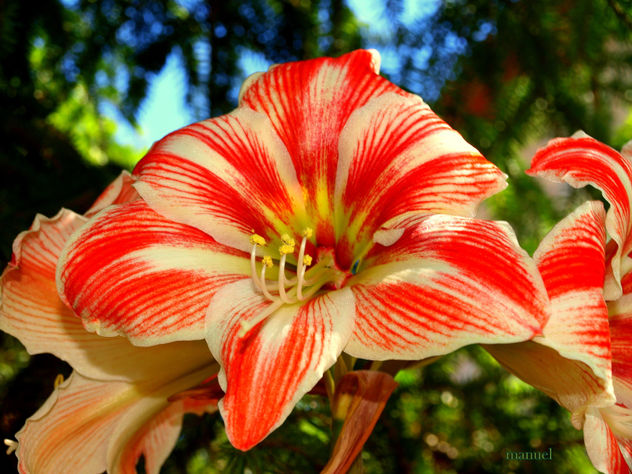 DAMA