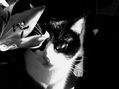 miau