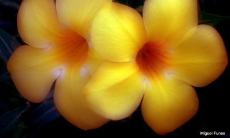 Flores