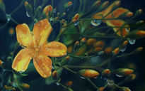Flor