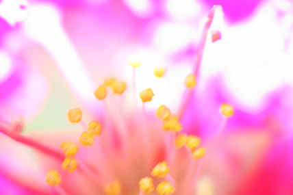 Flor