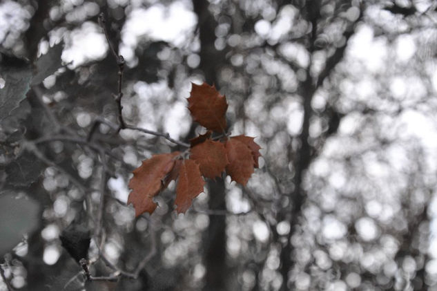 frio Naturaleza Técnicas alternativas