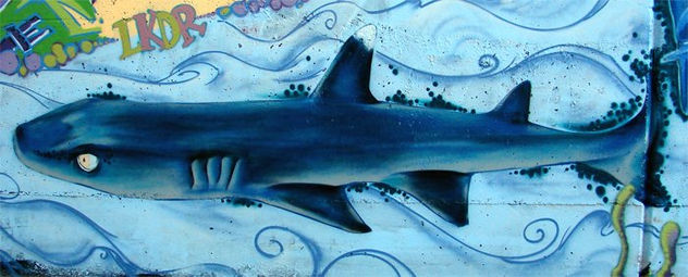 tiburon