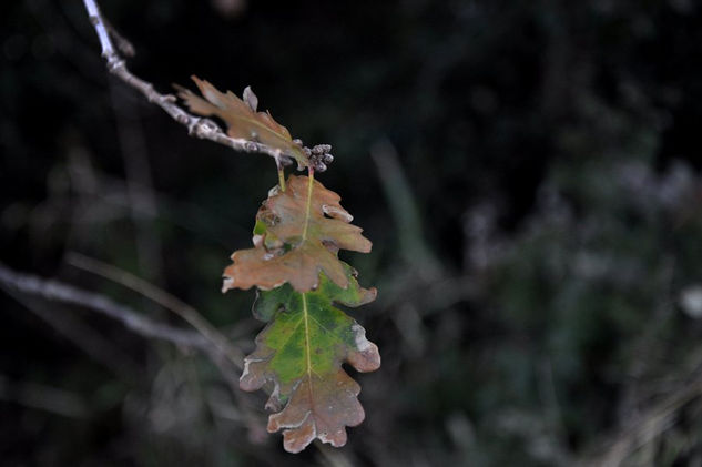 frio Naturaleza Técnicas alternativas