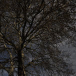 ARBOLES thumbnail 1