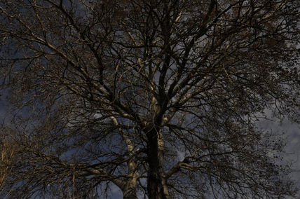 Arbol
