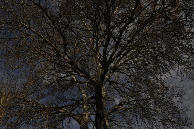 arbol