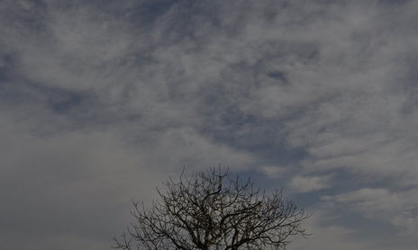 ARBOLES