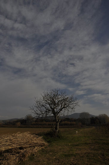 arbol Naturaleza Técnicas alternativas