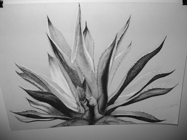 agave