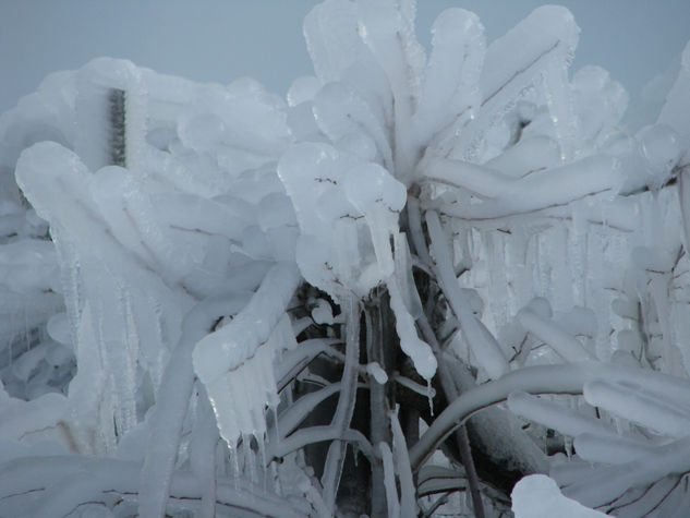 Flor invernal 