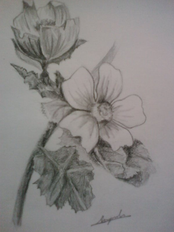 flores