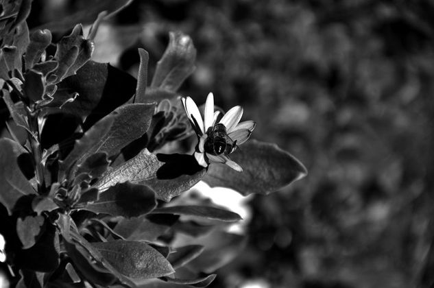 sombras Naturaleza Blanco y Negro (Digital)