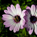 flor y abeja thumbnail 2