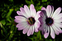 Rosa blanco y abeja