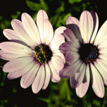 flor y abeja thumbnail 1