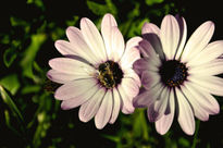 Rosa blando y abeja