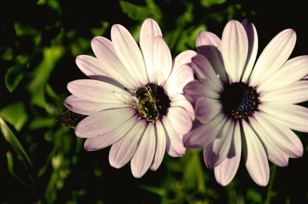 rosa blando y abeja