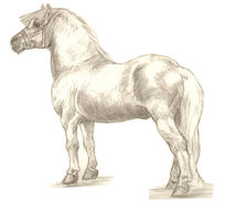 Pony Shetland