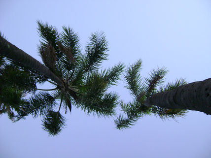 Palmeras