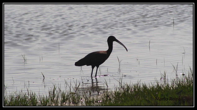 Morito en el Doñana 