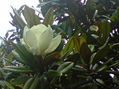 Solitaria en una tarde de primavera