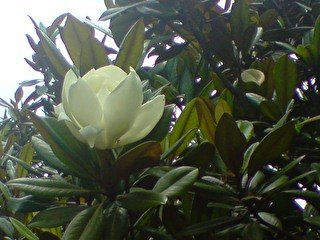 Solitaria en una...