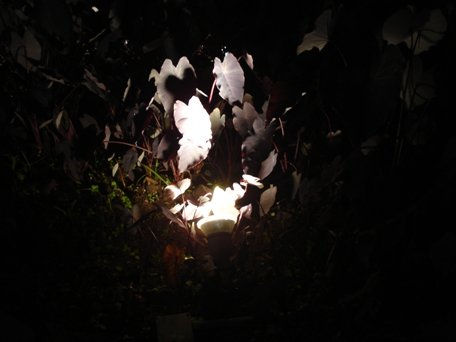 Luz de lámpara