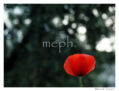 Amapola